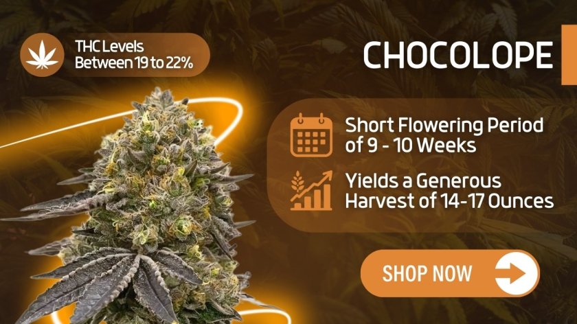 Chocolope