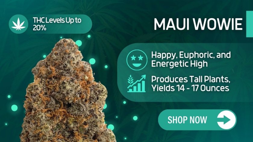 Maui Wowie